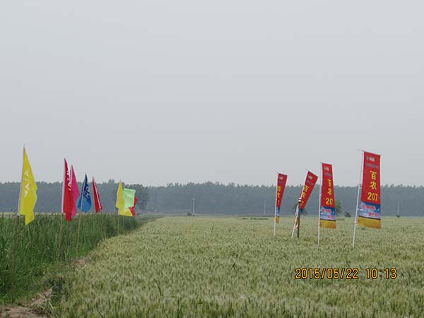 转基因农作物在中国扩面提速