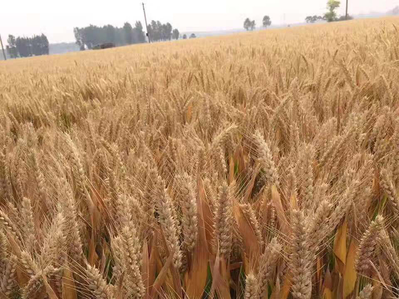 国家粮油信息中心：玉米价格有望企稳